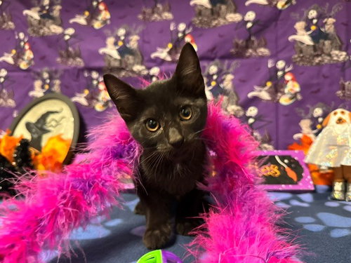 BELLA, a cat for adoption from Solano County Sheriff's Office Animal Care Division