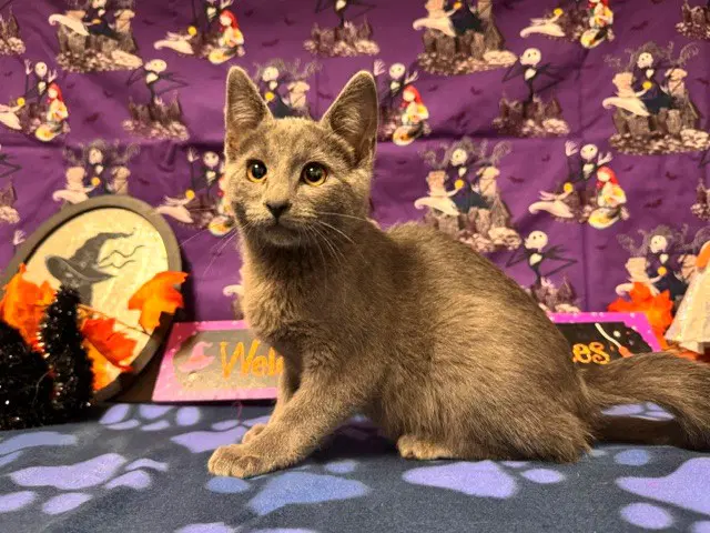 Jacob - Domestic Short Hair
