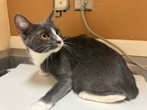 ELENA, a cat for adoption from Solano County Sheriff's Office Animal Care Division