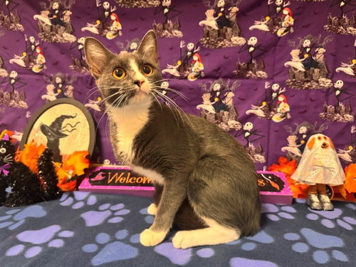 Elena, Domestic Short Hair (medium coat)