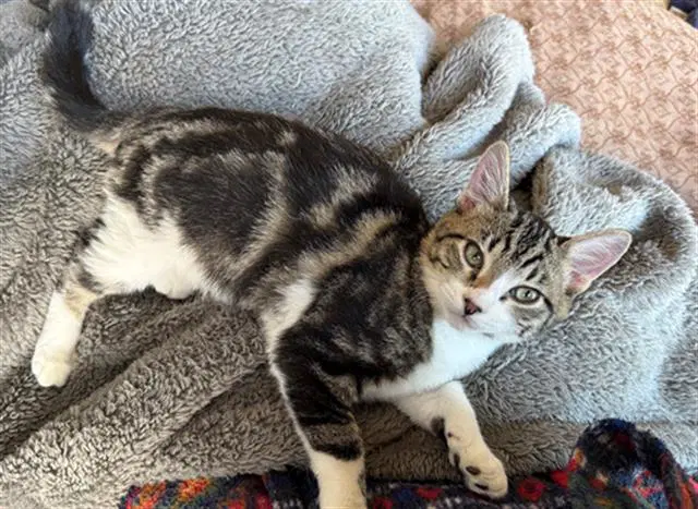 Julian - Domestic Short Hair