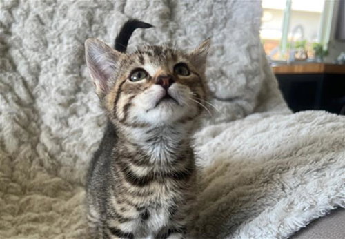 Mocha, Domestic Short Hair (medium coat)
