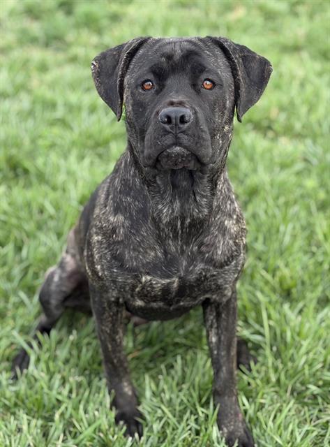 Essie, Cane Corso Mastiff (medium coat)