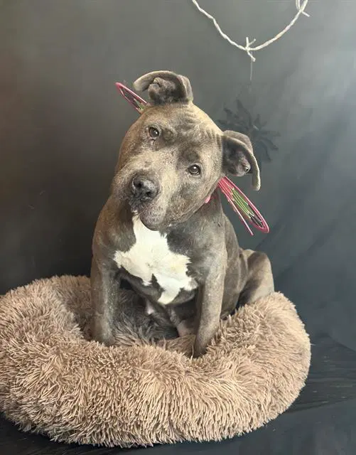 Lollipop - Pit Bull Terrier