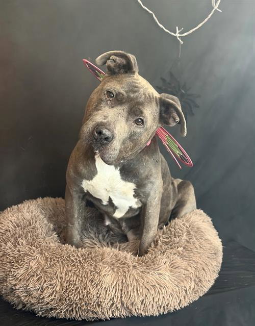 Lollipop, Pit Bull Terrier (medium coat)