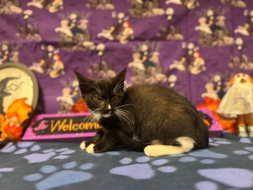 Mercury, Domestic Short Hair (medium coat)