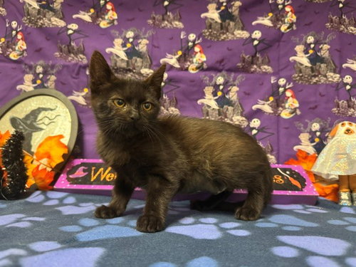 Venus, Domestic Short Hair (medium coat)