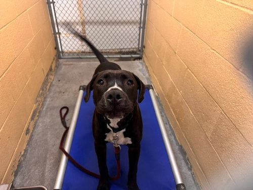 Legend, Pit Bull Terrier / Mixed (medium coat)