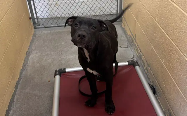 Max - Pit Bull Terrier