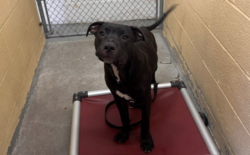 Max, Pit Bull Terrier / Mixed (medium coat)
