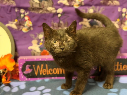 Zoro, Domestic Medium Hair (medium coat)