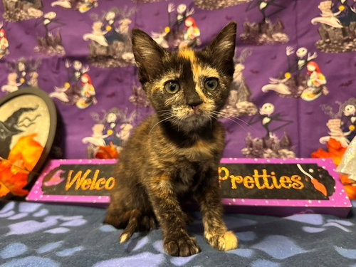 FROOT LOOP, a cat for adoption from Solano County Sheriff's Office Animal Care Division