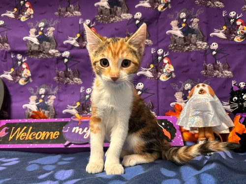 HONEY SMACK, a cat for adoption from Solano County Sheriff's Office Animal Care Division