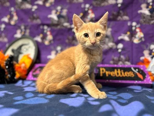 GOLDEN GRAHAM, a cat for adoption from Solano County Sheriff's Office Animal Care Division