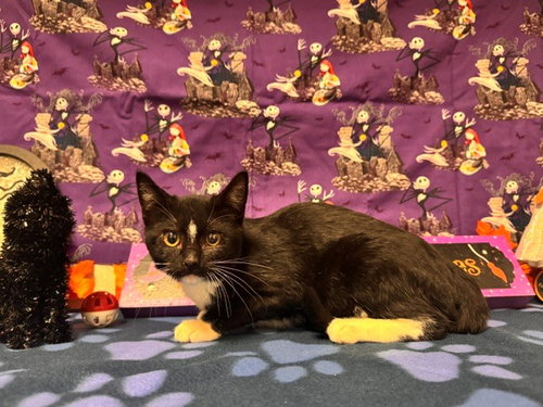 DORITO, a cat for adoption from Solano County Sheriff's Office Animal Care Division