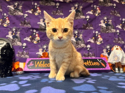 CHEETO, a cat for adoption from Solano County Sheriff's Office Animal Care Division