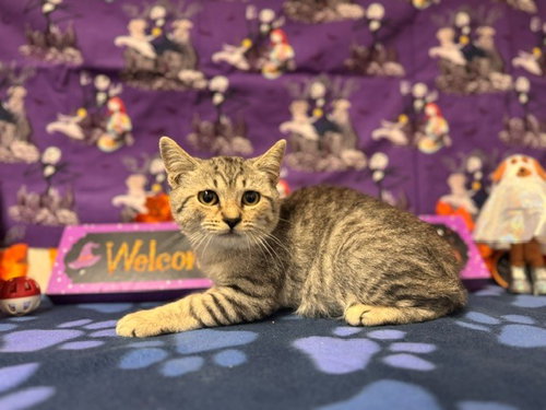 FINN, a cat for adoption from Solano County Sheriff's Office Animal Care Division
