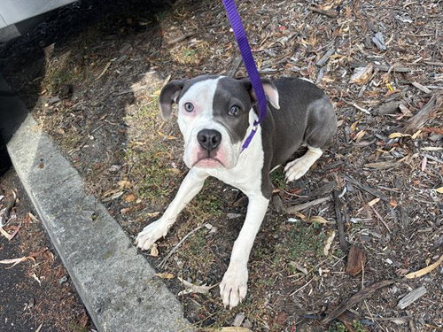 TANGO, a dog for adoption from Solano County Sheriff's Office Animal Care Division
