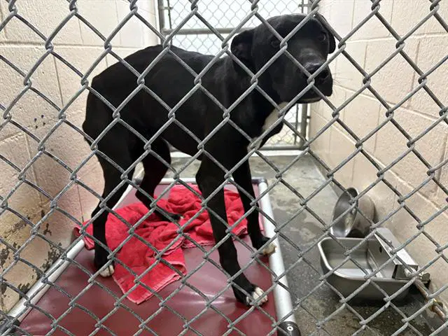 Halo - Pit Bull Terrier