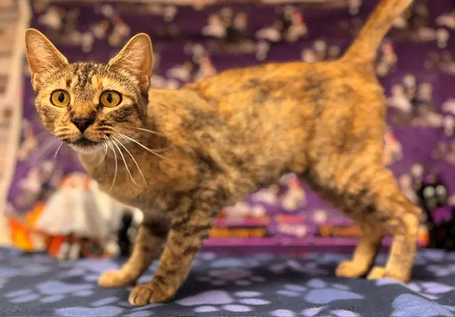 Sushi - Domestic Short Hair