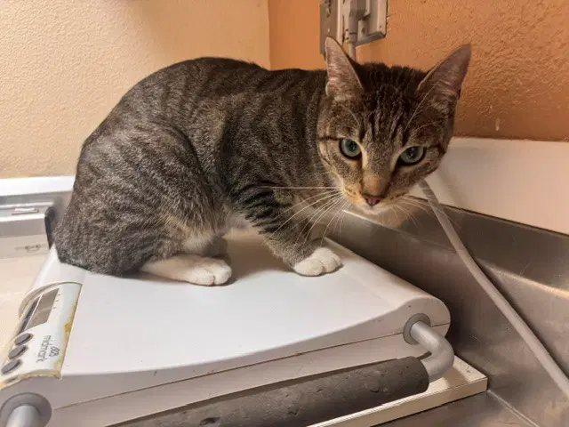 Flynnuccine Alfredo - Domestic Short Hair