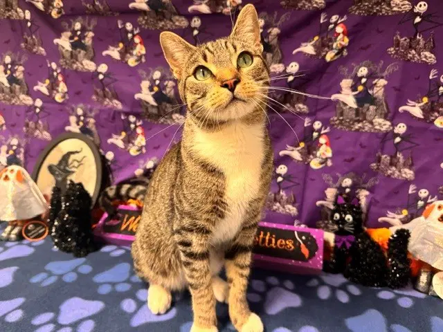 Flynnuccine Alfredo - Domestic Short Hair