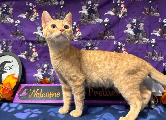 Macgregor - Domestic Short Hair