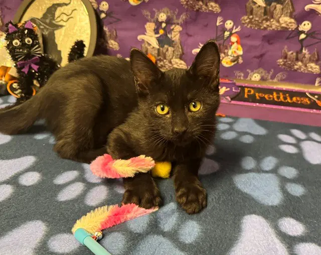 Steve - Domestic Short Hair