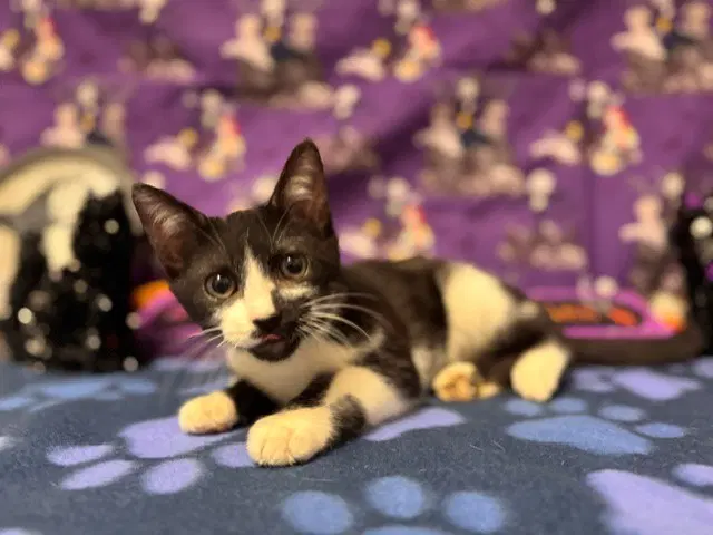 Guacamole - Domestic Short Hair