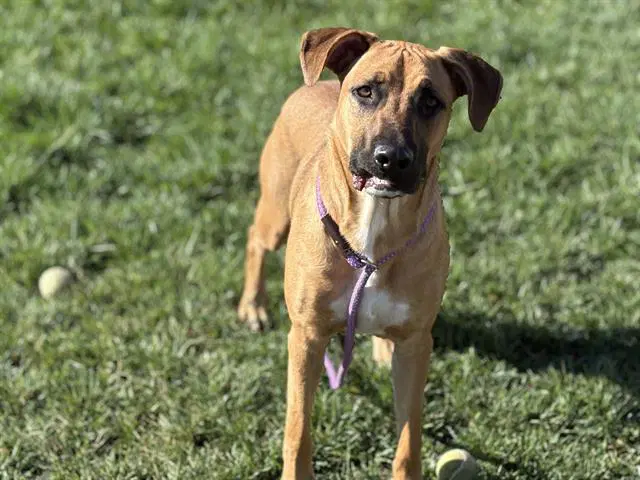 Oden - Doberman Pinscher