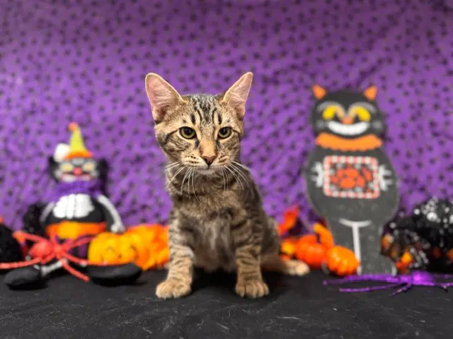 Timothy - Domestic Short Hair