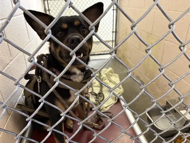 Brandon - Australian Kelpie