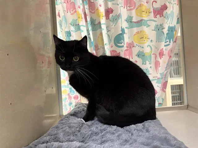 Blackie - Domestic Short Hair