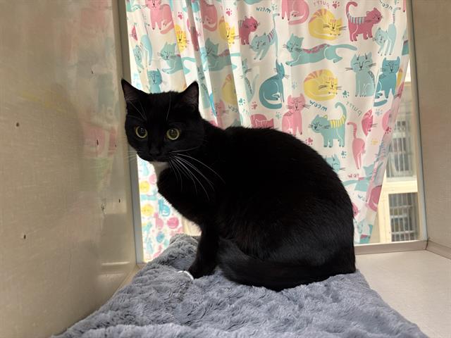 Blackie