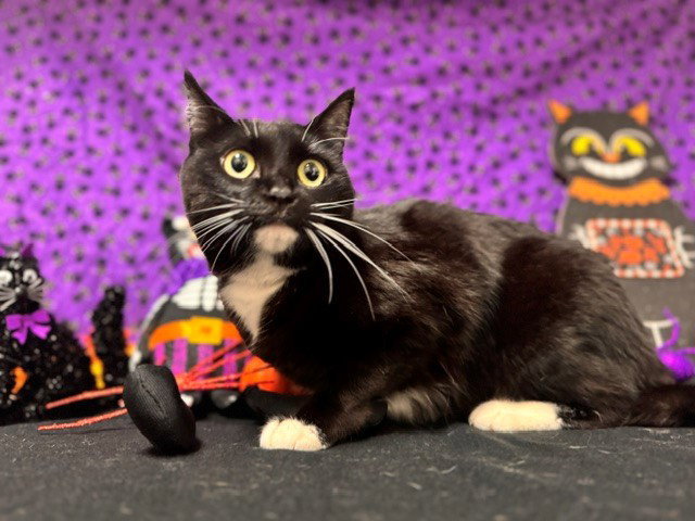 BLACKIE