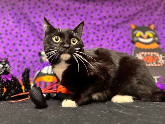 Blackie - Domestic Short Hair