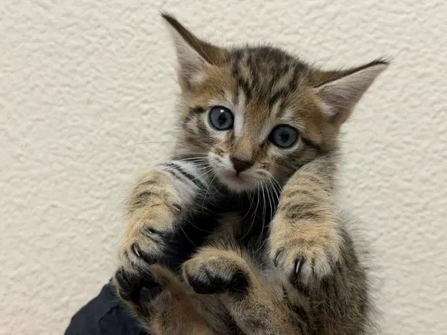 Rice - Domestic Short Hair
