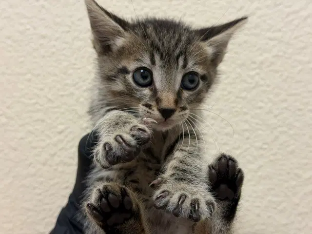 Kuro - Domestic Short Hair