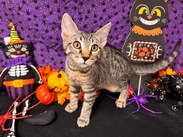 Kuro - Domestic Short Hair