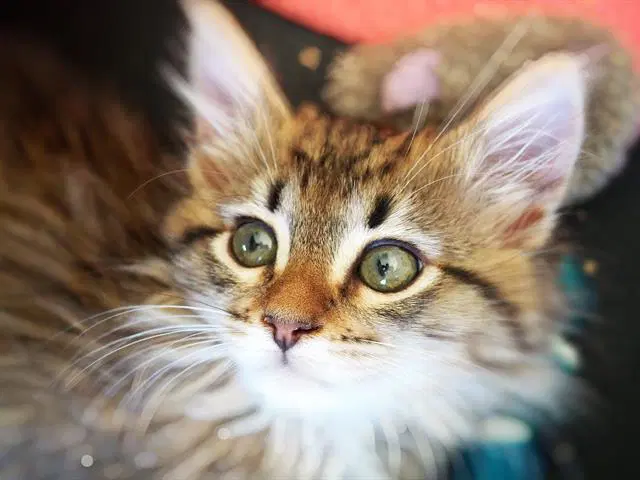 Ziggy - Domestic Short Hair