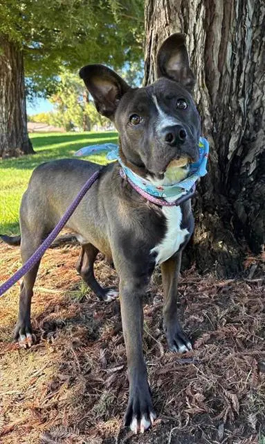 Bumbles - Pit Bull Terrier