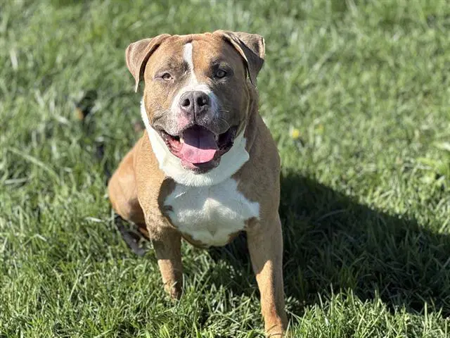 Lotto - Pit Bull Terrier