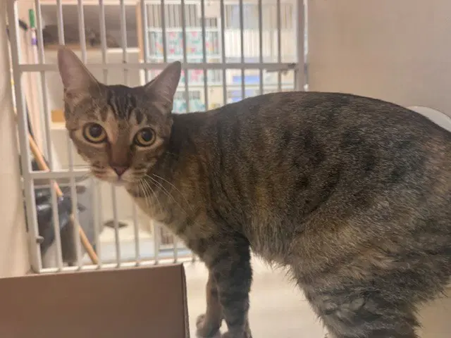 Lucy - Domestic Short Hair