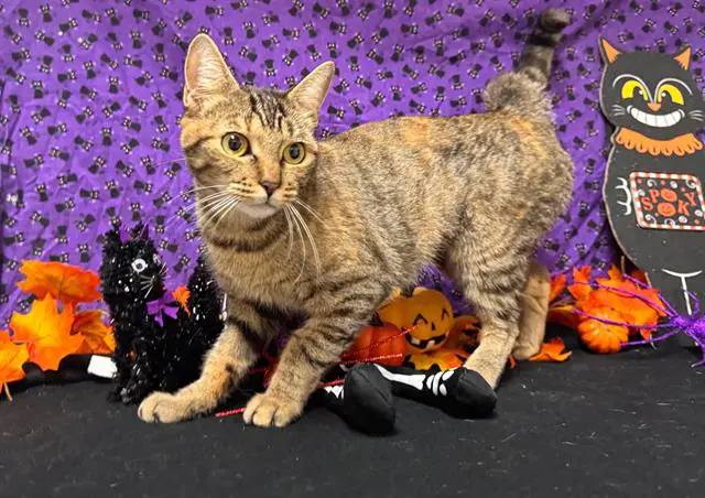Lucy - Domestic Short Hair
