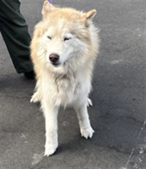Irma - Alaskan Malamute