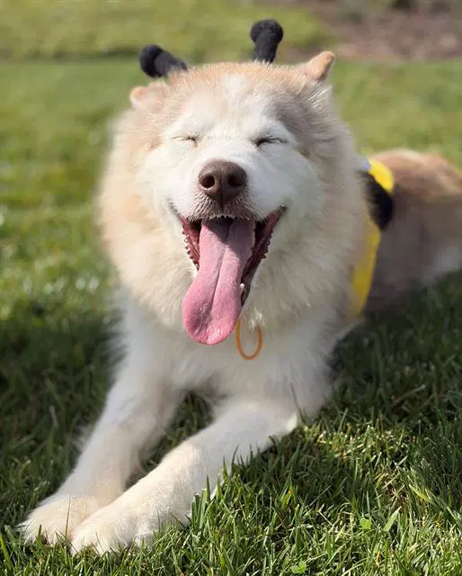 Irma - Alaskan Malamute