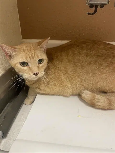 Sugar - Domestic Short Hair