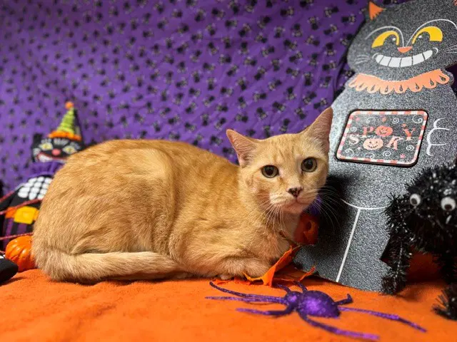 Sugar - Domestic Short Hair