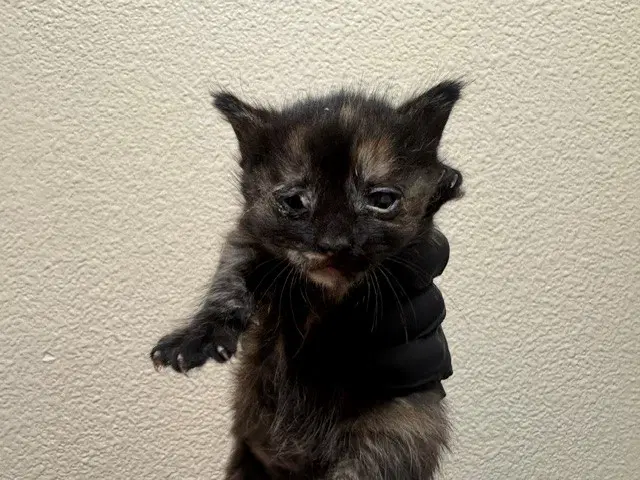 Cookie Crisp - Domestic Short Hair