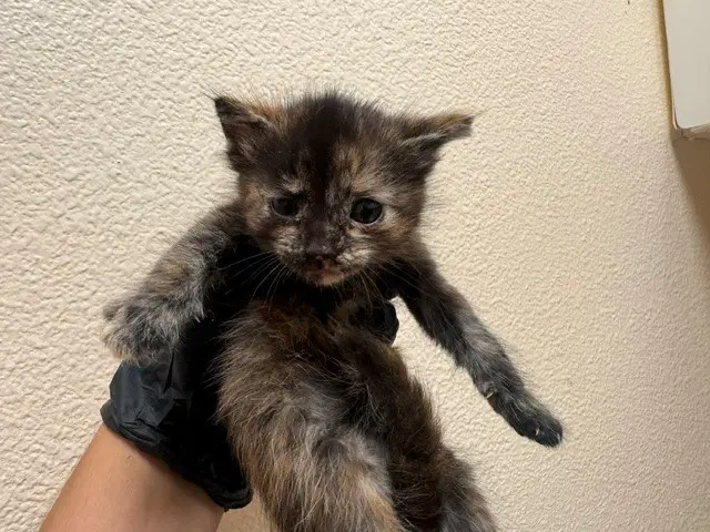 Cocoa Puff - Domestic Short Hair